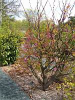 Arbre de Judee, Cercis siliquastrum (fam Caesalpiniacees) (Europe meridionale) (Photo F. Mrugala) (1)